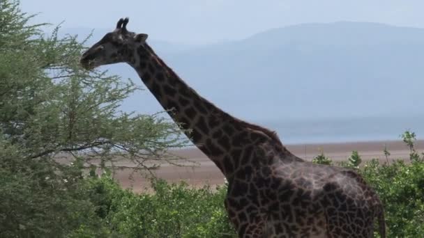 Giraffe Eats Leaves Top Tree — Stock Video