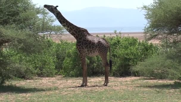 Жираф Ест Листья Верхушки Дерева — стоковое видео