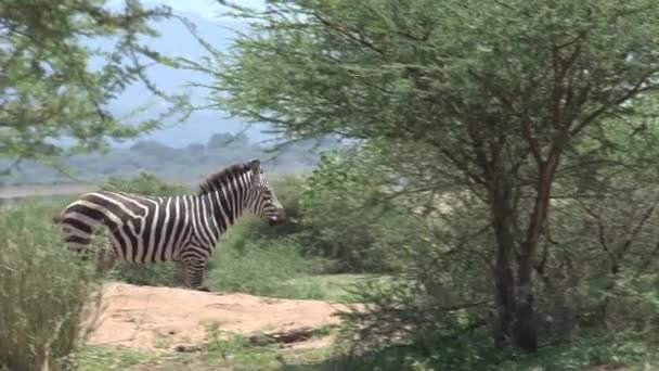 Zèbres Marchant Travers Les Arbres Sur Savane — Video