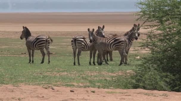 Zebra Sürüsü Bozkırda — Stok video