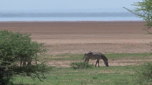 Par Zebras Pastando Savana — Vídeo de Stock