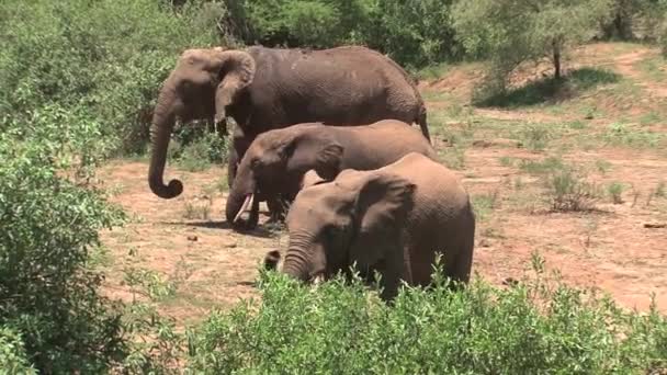 Moeder Afrikaanse Olifant Jonge Kalveren Eten Bladeren Savanne — Stockvideo