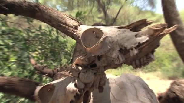 Afrikanische Büffel Und Antilopenschädel Ausgestellt — Stockvideo
