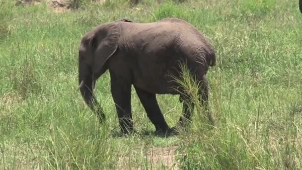 Afrikansk Elefantkalv Som Betar Vall — Stockvideo