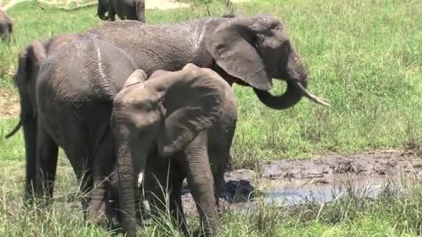 Turmă Elefanți Africani Pășunând Pășune — Videoclip de stoc