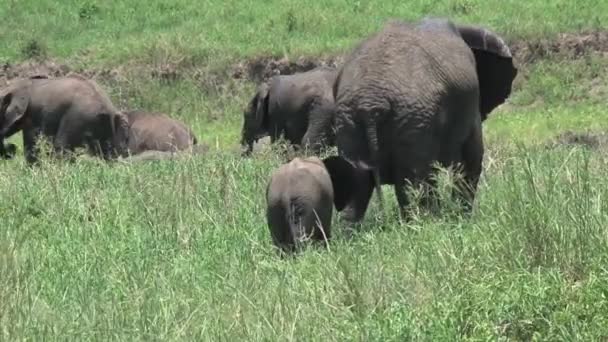 Manada Elefantes Africanos Pastando Los Pastizales — Vídeo de stock