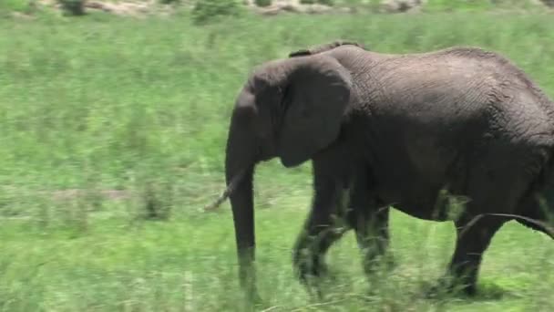 Afrikansk Elefant Går Grässlätten — Stockvideo