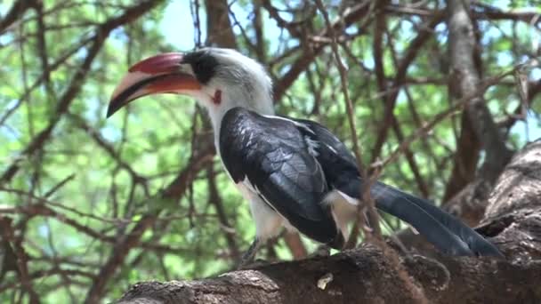 Hornbill Africano Empoleirado Uma Árvore — Vídeo de Stock