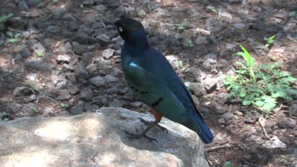 African Olive Pigeon Perched Rock — Stock Video