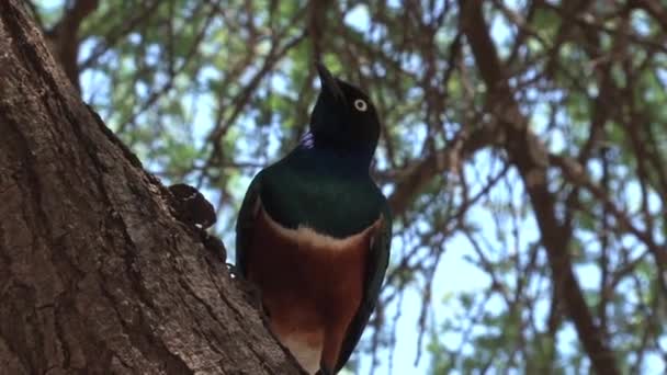 Piccione Oliva Africano Appollaiato Una Roccia — Video Stock