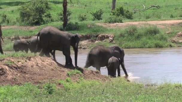 Afrikaanse Olifant Kalveren Wandelen Met Kudde Door Een Drinkplaats — Stockvideo