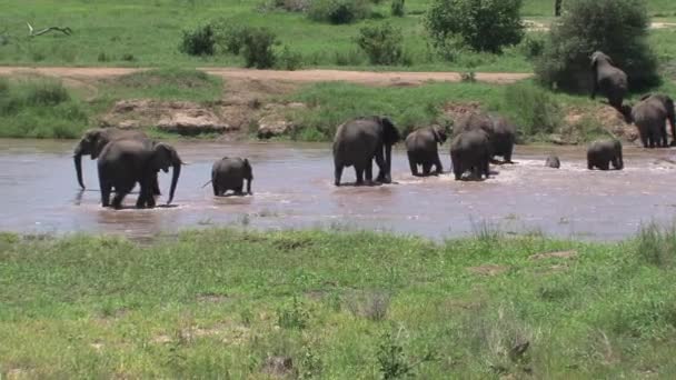 非洲象与牛群一起走过一个水坑 — 图库视频影像