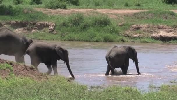 Afrikanska Elefantkalvar Går Med Hjorden Genom Ett Vattenhål — Stockvideo