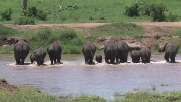 アフリカゾウは群れと共に水飲み場を歩きます — ストック動画