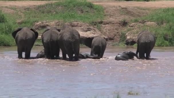 Afrikanska Elefantkalvar Går Med Hjorden Genom Ett Vattenhål — Stockvideo