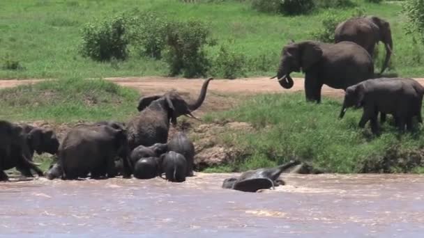 African Elephant Calves Walking Herd Watering Hole — Stock Video