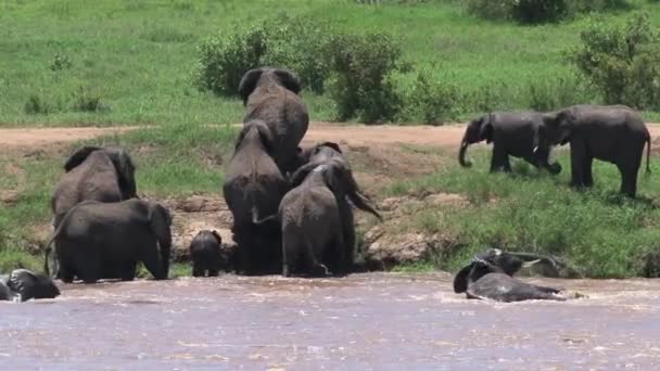 非洲象与牛群一起走过一个水坑 — 图库视频影像