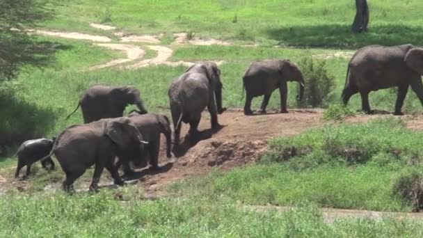 Afrikaanse Olifant Kalveren Wandelen Met Kudde Door Grasland — Stockvideo