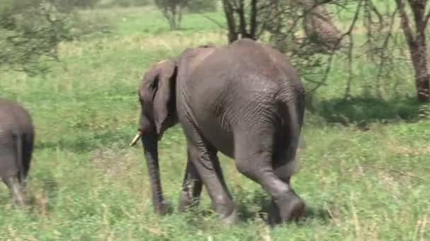 African Elephant Calf Grazing Its Mother Grassland — Stock Video