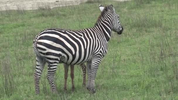 Zebra Grazing Grassland — Stock Video