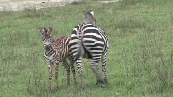 Ζευγάρι Zebras Βόσκουν Στους Λειμώνες — Αρχείο Βίντεο