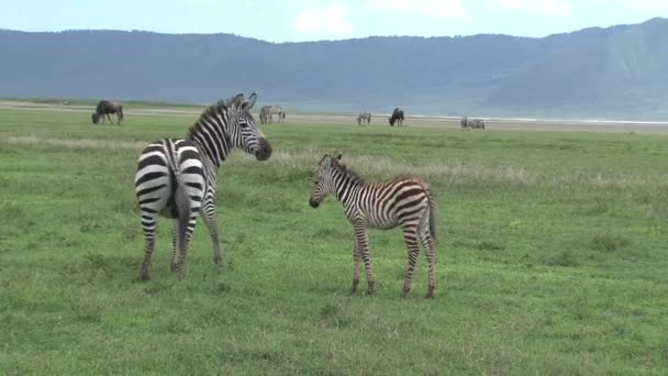 Wildebeest Zebras Grazing Grassland — Stock Video