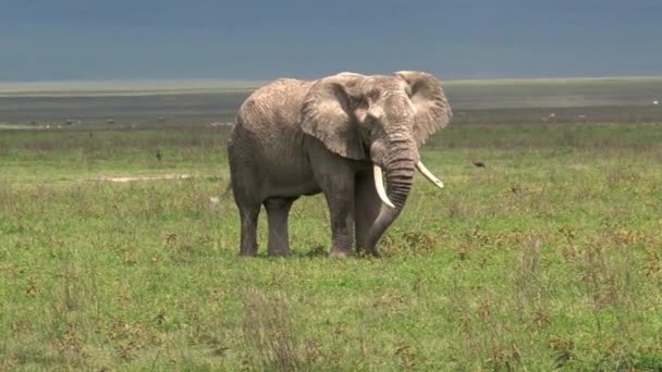 African Elephant Grazing Grassland — Stock Video