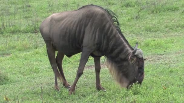 Gnus Pastando Nas Pastagens — Vídeo de Stock