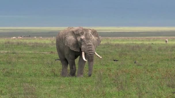 Elefante Africano Pastando Nas Pastagens — Vídeo de Stock