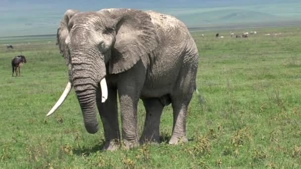 Gajah Afrika Lama Merumput Padang Rumput — Stok Video