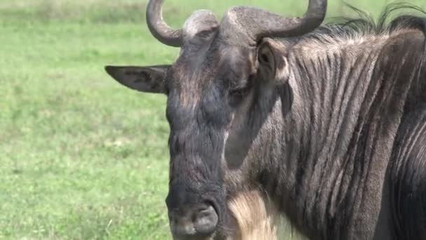 Gnus Pastando Nas Pastagens — Vídeo de Stock