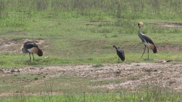 Пара Седых Коронных Журавлей Кормящихся Лугу — стоковое видео