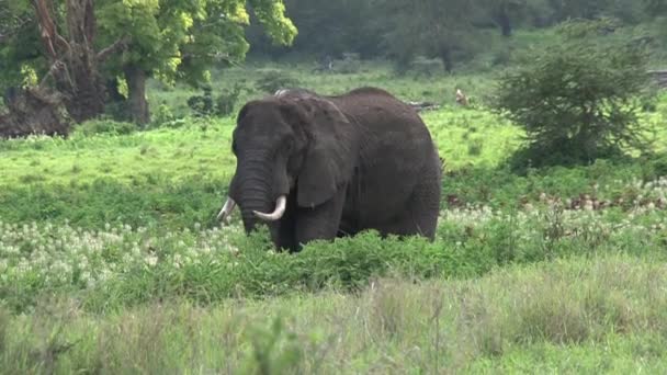 Old African Elephant Grazing Grassland — Stock Video