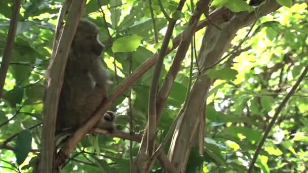 Singe Babouin Perché Dans Arbre — Video