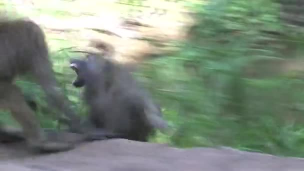 Les Babouins Jouent Dans Arbre — Video