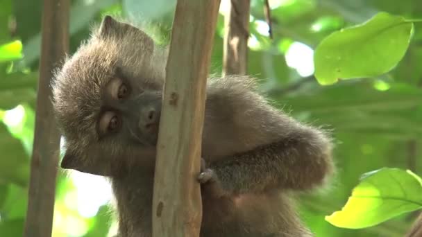 Monyet Vervet Makan Serangga Dari Pohon — Stok Video
