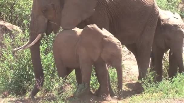 Bezerro Elefante Africano Pastando Com Rebanho — Vídeo de Stock