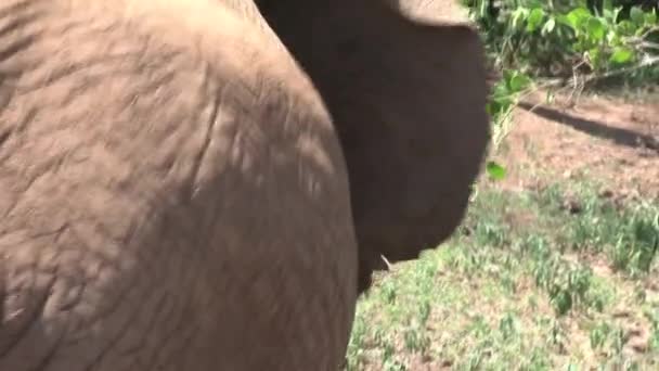 Bezerro Elefante Africano Pastando Arbusto — Vídeo de Stock