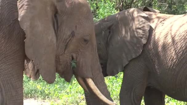Veau d'éléphant d'Afrique pâturant avec sa mère