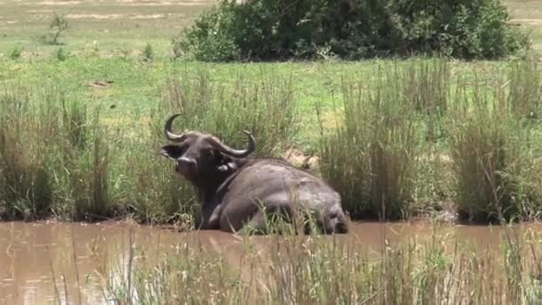 African Buffalo Sitting Watering Hole — Stock Video
