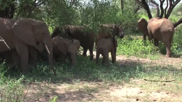 Bezerro Elefante Africano Pastando Com Rebanho — Vídeo de Stock