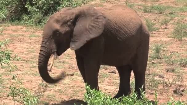 Elefante Africano Come Hojas Sabana — Vídeo de stock