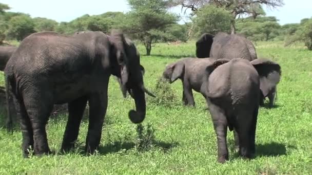 Herd Van Afrikaanse Olifanten Grazen Het Grasland — Stockvideo