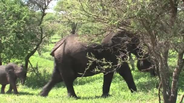 Stádo Afrických Slonů Pasoucí Pastvinách — Stock video