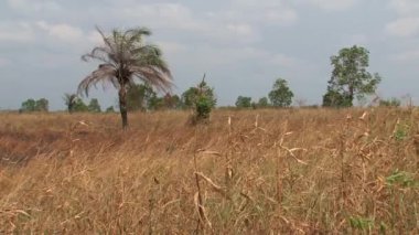 Gana 'daki küçük tavuklar