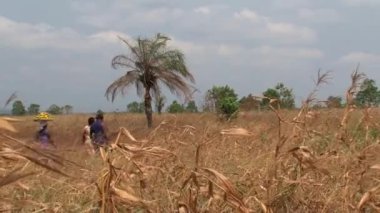 Gana 'daki küçük tavuklar