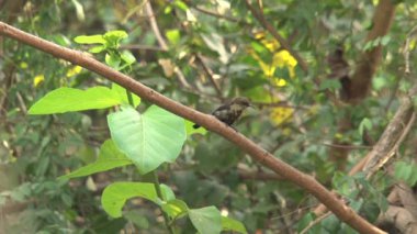 Suda oynayan kuşlar