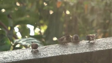 Suda oynayan kuşlar