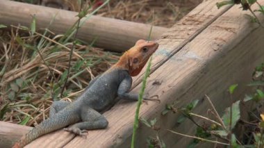 Cape sahilinde turuncu başlı kertenkele, Gana
