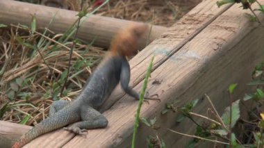 Cape sahilinde turuncu başlı kertenkele, Gana